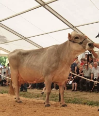 Belle de mai s'en est allée