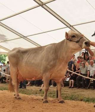 Belle de mai s'en est allée