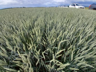 Un soutien à deux visages pour la filière céréalière
