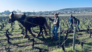 Des chevaux non fiscaux