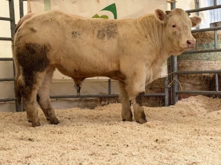 La génétique du 21, c'est du costaud