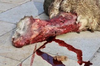 Aides et pertes d'animaux