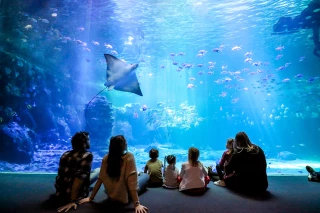 Dans les coulisses de Nausicaà