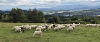 Risques prairies : la grande arnaque pour les assurés et non-assurés !