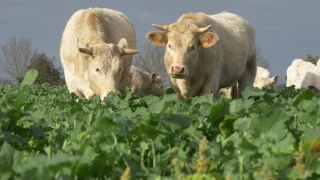 Une ressource fourragère à valoriser