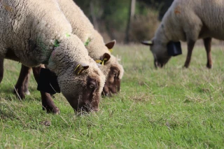 Une alternative aux clôtures physiques ?