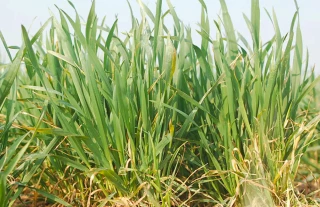 Stade épi 1 cm en approche et absence de pluie : privilégier le fractionnement