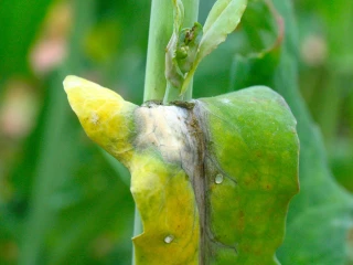 La protection contre le sclérotinia est préventive