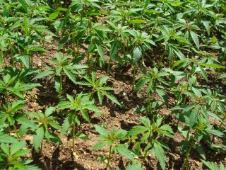 Les étapes clés pour une culture réussie