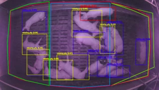 Analyser le comportement des animaux grâce à l’IA