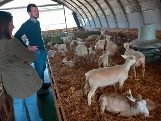 À chaque élevage sa conduite de reproduction