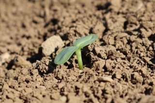 Les clés d’une implantation réussie