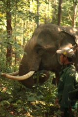 Au Laos, le combat pour sauver les éléphants d’Asie