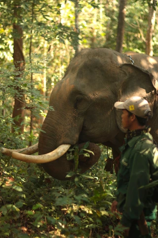 Au Laos, le combat pour sauver les éléphants d’Asie