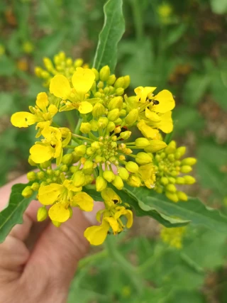 Moutarde de Bourgogne