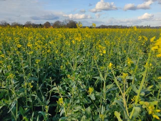 Comprendre le phénomène de floraison lente et ses facteurs aggravants