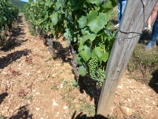 Une rupture climatique qui bouleverse la viticulture