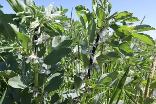 Surveiller les pucerons