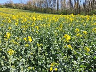 La compensation peut-elle rattraper une floraison perturbée ?