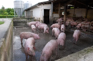 Coopérative Porcine
