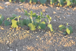 Miser sur une levée rapide
