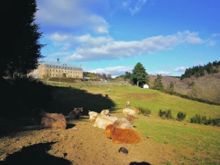 Des vaches highlands, nouveau souffle de l’abbaye