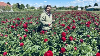 C'est joli, les pivoines