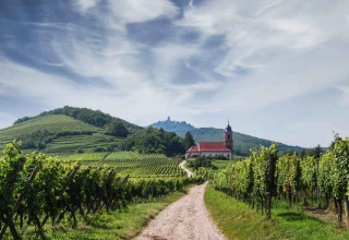 Le vin, un secteur mondial en pleine mutation
