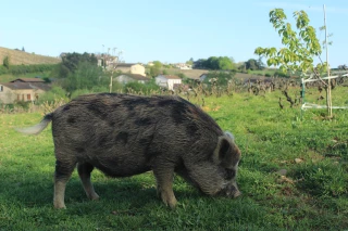 Des cochons néo-zélandais pour désherber la vigne