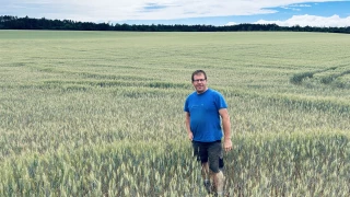 Un blé en souffrance