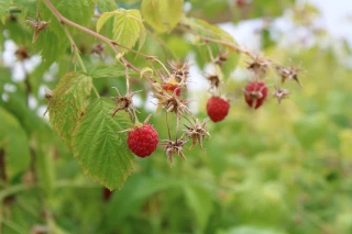 Horticulture fruitière