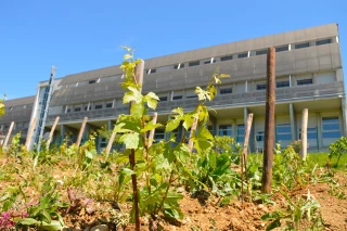 L’ABC Davayé teste l’agroforesterie grandeur nature