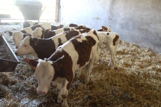 Les jeunes animaux en première ligne face à la canicule