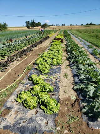 Le défi du demi-gros