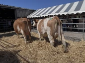 La Simmental, une polyvalente de plus en plus appréciée