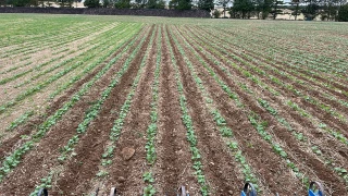 Binage précoce, une solution de recours