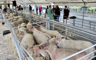 Foire-concours aux culards et foire aux ovins à Moulins-Engilbert