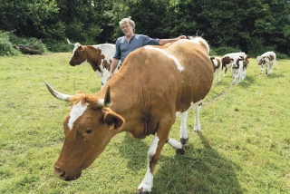 La Ferrandaise, de l’extinction aux projecteurs de Paris