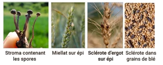 Gestion de l’ergot : un enjeu pour la filière céréalière
