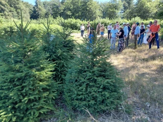Une IGP inédite au pied des sapins de Noël du Morvan