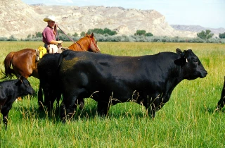 Un stage agricole à l'étranger, ça vous tente ?