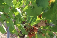 Viticulture