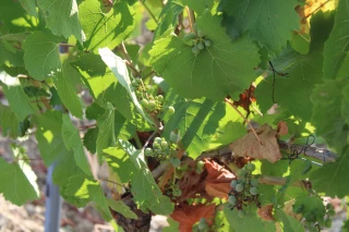 Viticulture