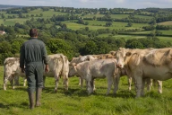 La filière viande reste un pilier de l'économie régionale