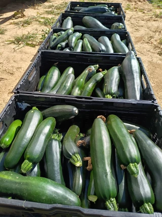 Don alimentaire