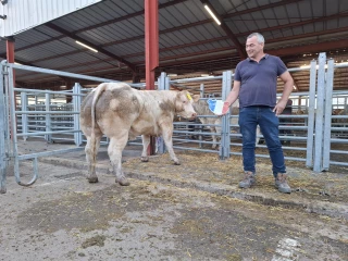 Retour sur la Foire concours aux culards de Moulins-Engilbert
