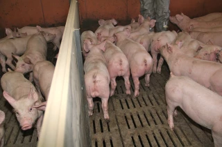 Porc : les cours montent, mais pas autant qu’espéré