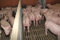Porc : les cours montent, mais pas autant qu’espéré