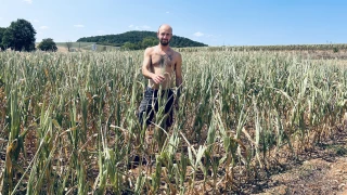 Maïs : une récolte au plus bas