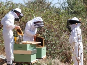 Côte-d'Or : Les abeilles de la Chambre d'agriculture livrent leur premier miel